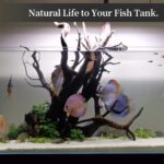Natural Aquarium Driftwood - Hình 5